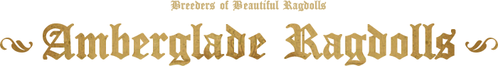 Amberglade Ragdolls Breeders of Beautiful Ragdolls