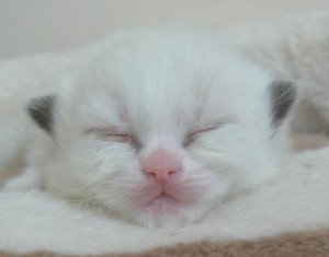 choci-litter-seal-bicol-boy-2